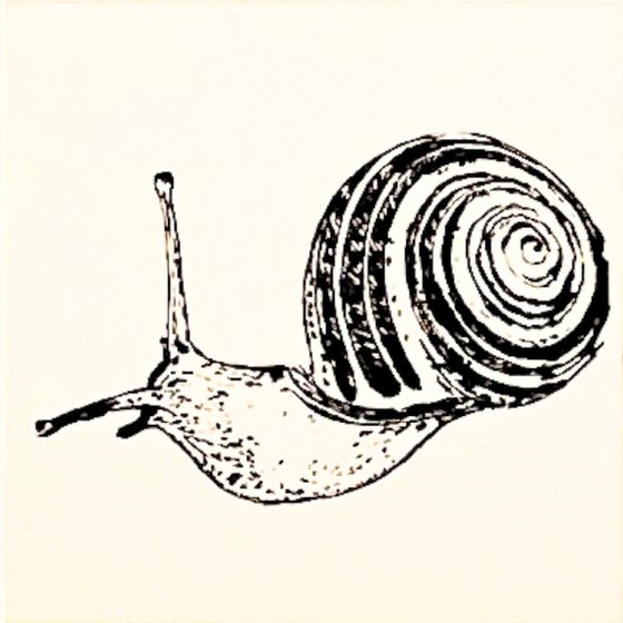 Fibonacci Spirals