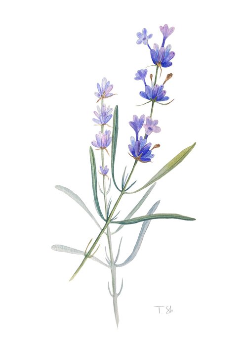 Lavender branches by Tina Shyfruk