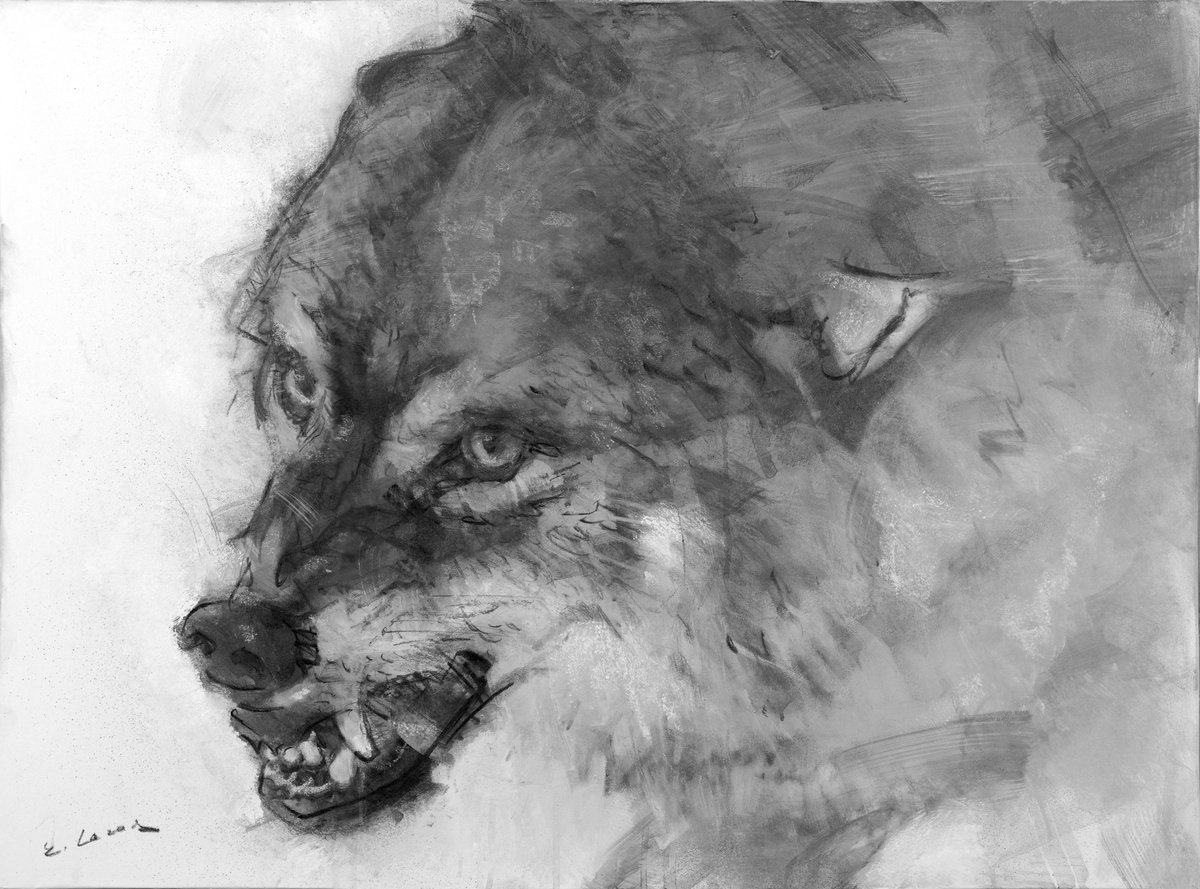 Graphic Animal Charcoal Drawing By Eugene Segal, 30 X 22, Wolf, Original Artwork