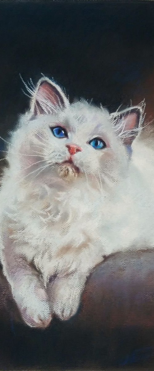 Blue-eyed by Magdalena Palega