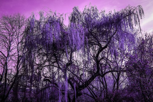 Purple Rain by Georgia Merton