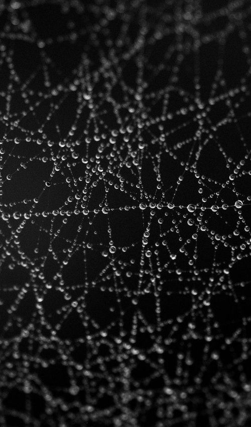 Spider's Web II [Framed; also available unframed] by Charles Brabin