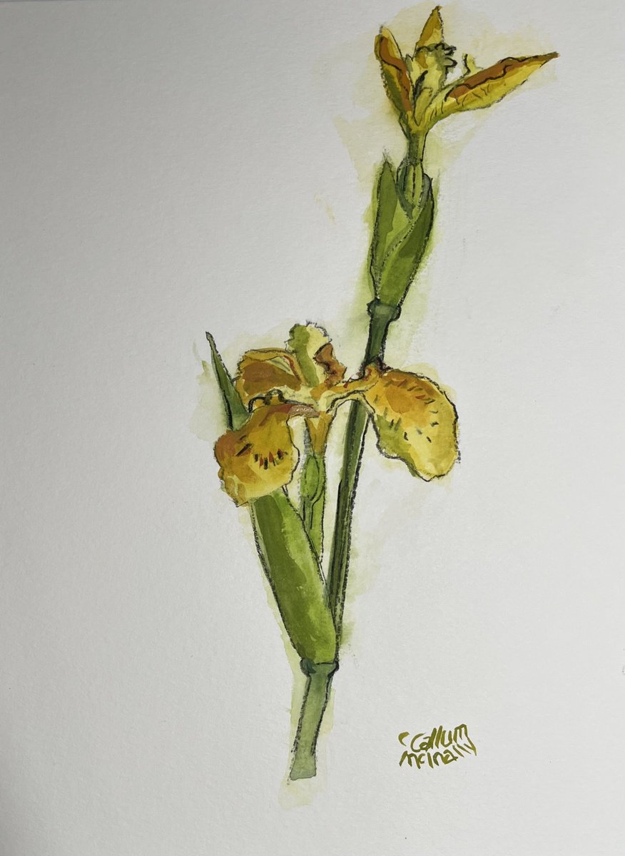 Expressive Botanical Watercolour By Christine Callum Mcinally, 9 X 12, Yellow Flag Iris, Original Artwork