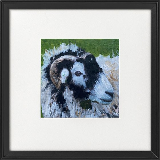 Three sheep portraits framed