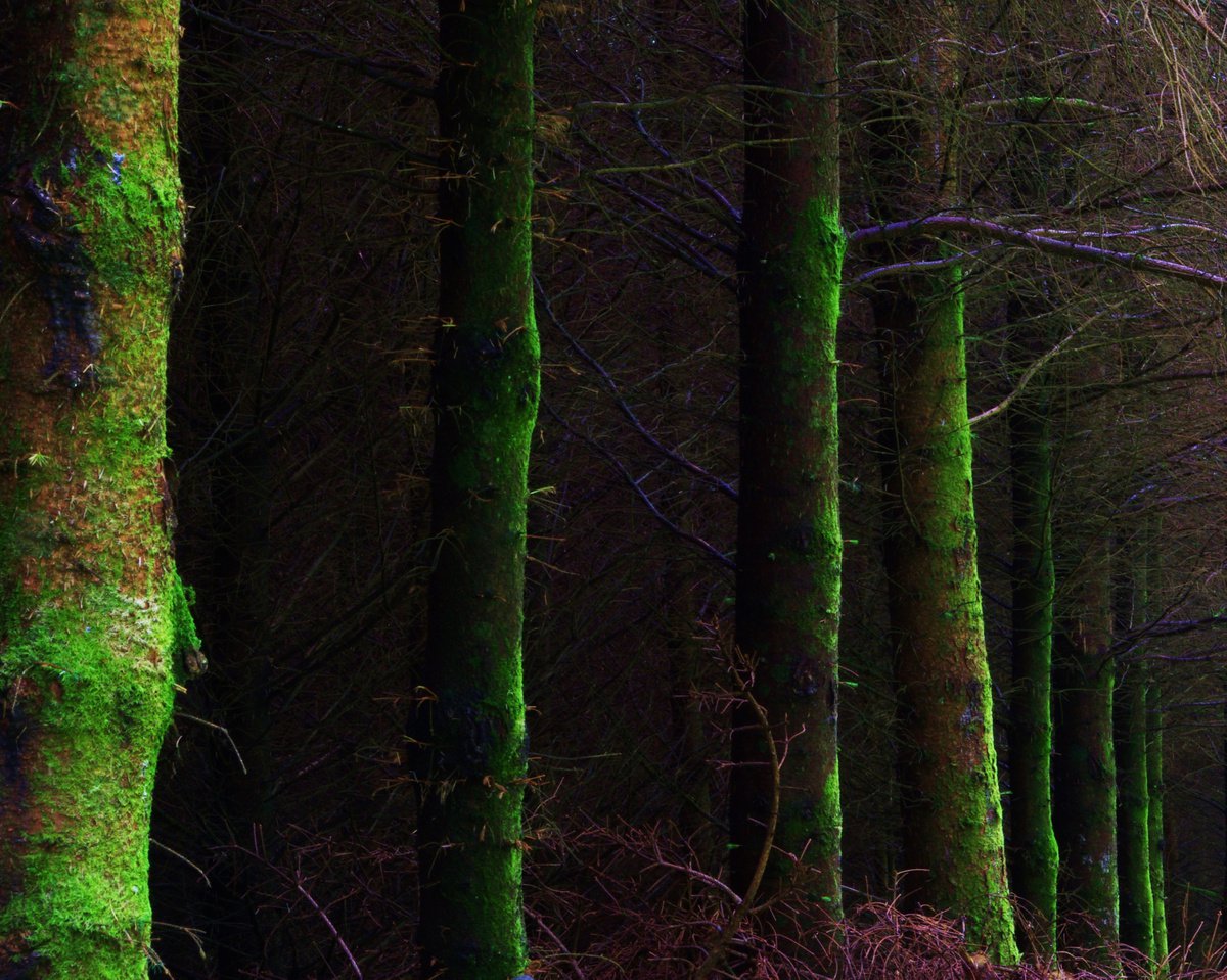 Dark Forest, woodland landscape by oconnart