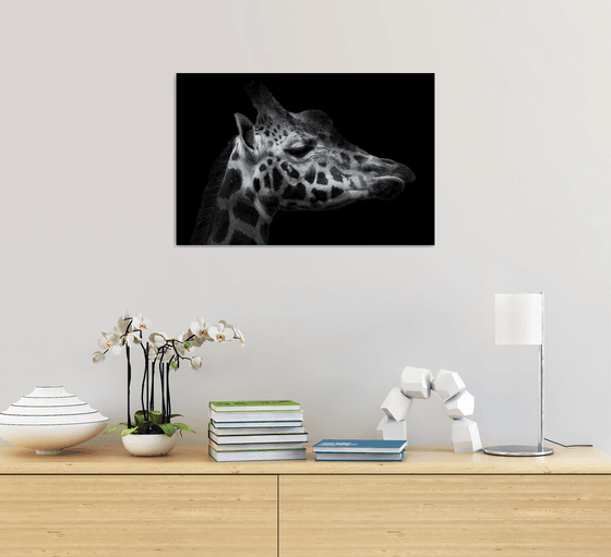 Giraffes head