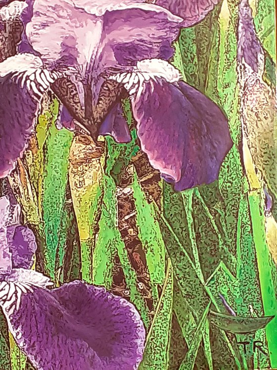 SUMMER RAIN / IRISES