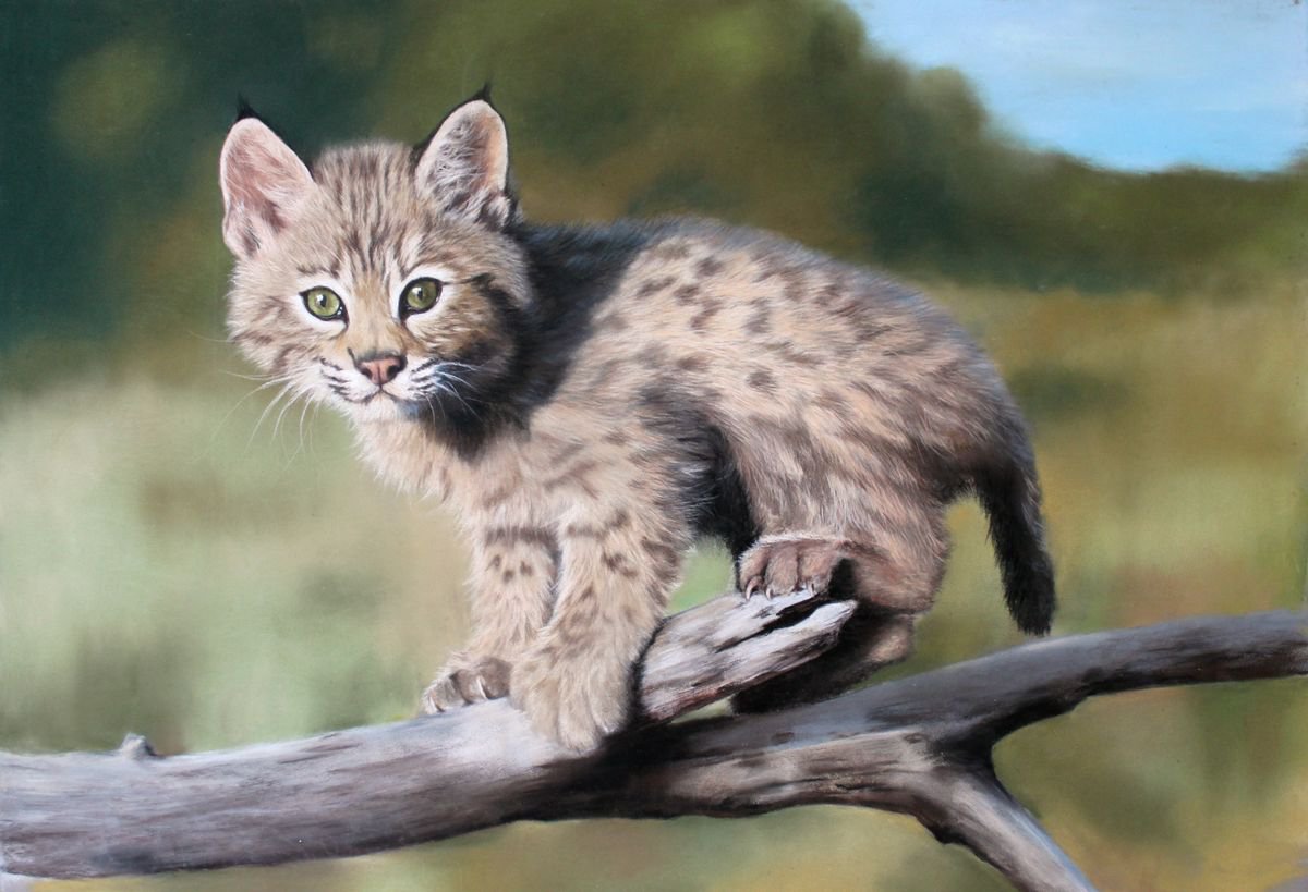 Lynx cub Pastel drawing by Vera Evseeva Artfinder