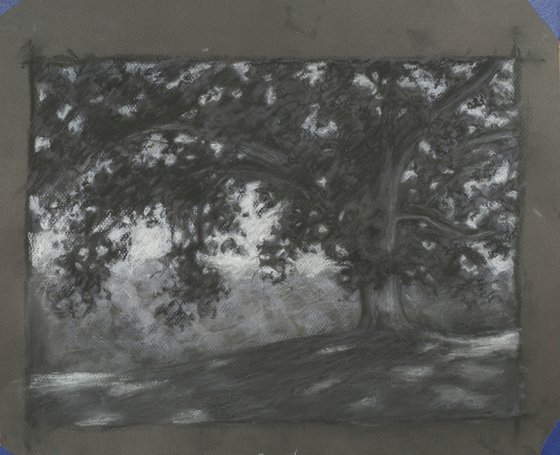 Old Oak Tree, Kent County Michigan – charcoal drawing