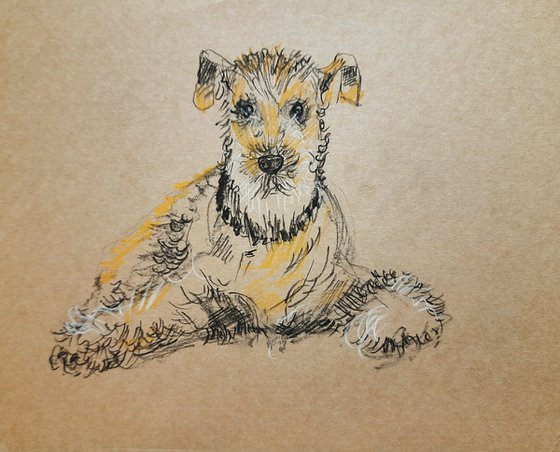 Wire Fox Terrier drawing