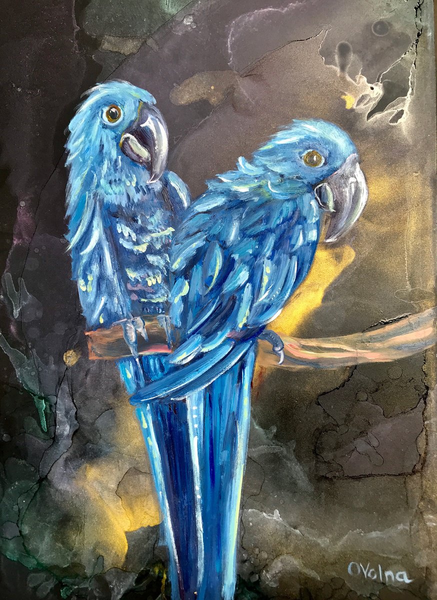 Blue parrots by Olga Volna