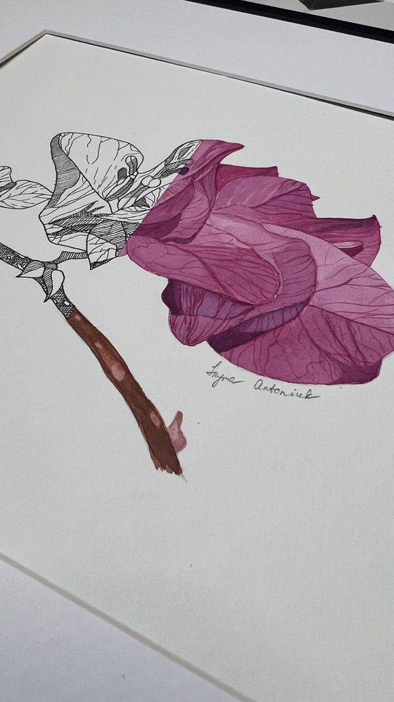 Bougainvillea
