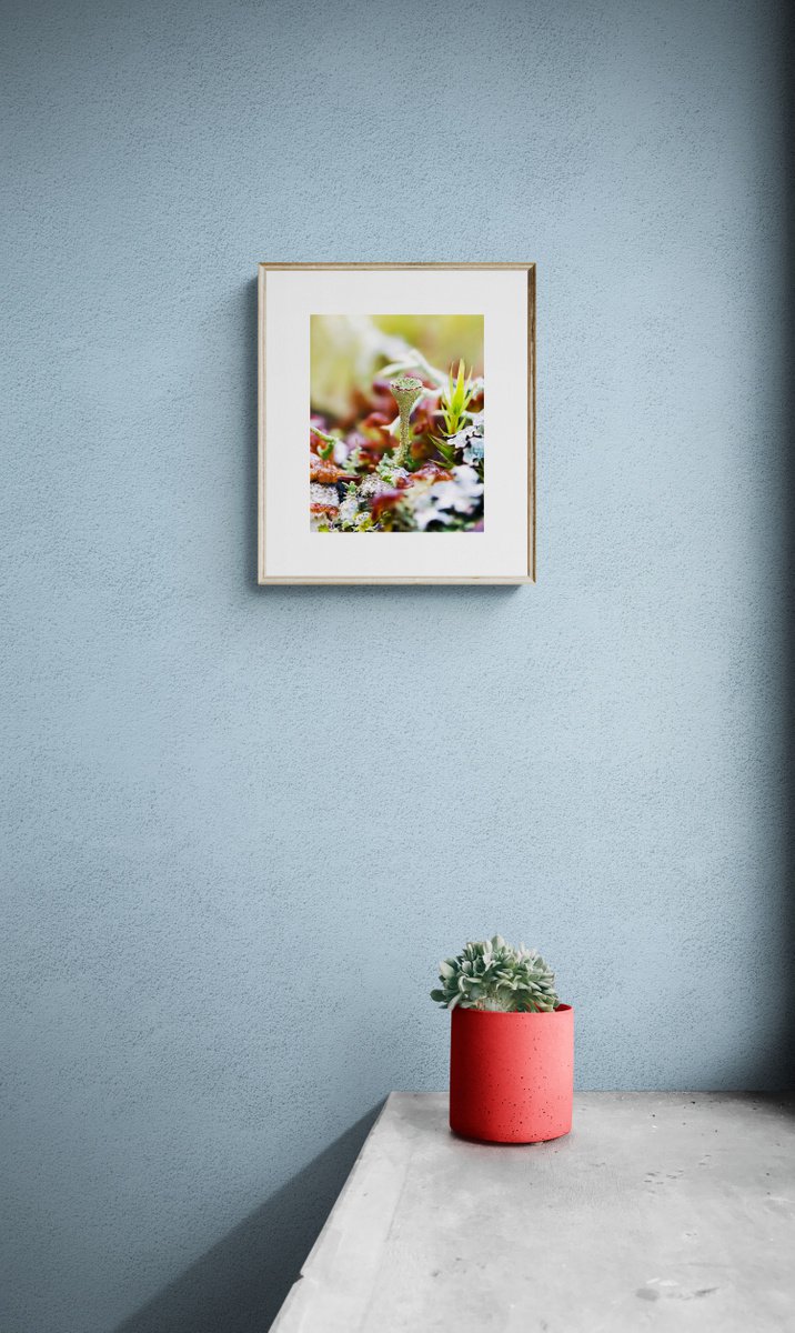 Forest stories - limited edition print of macro photo of lichen Cladonia by Inna Etuvgi