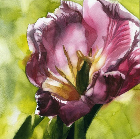 tulip in the light