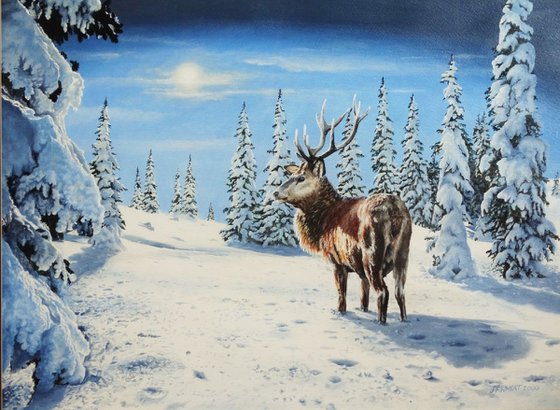 Highland stag