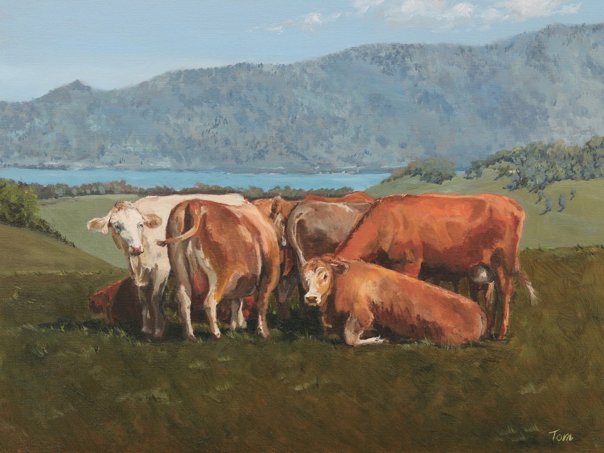 Animal Oil Painting By Tom Clay, 16 X 12", Cows Above Zugersee, Original Artwork