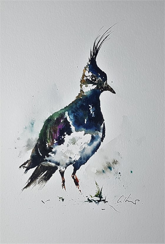 A Lapwing.