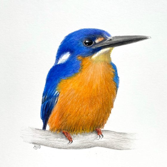 Azure Kingfisher