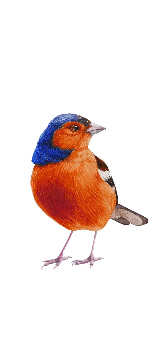Common chaffinch by Karina Danylchuk