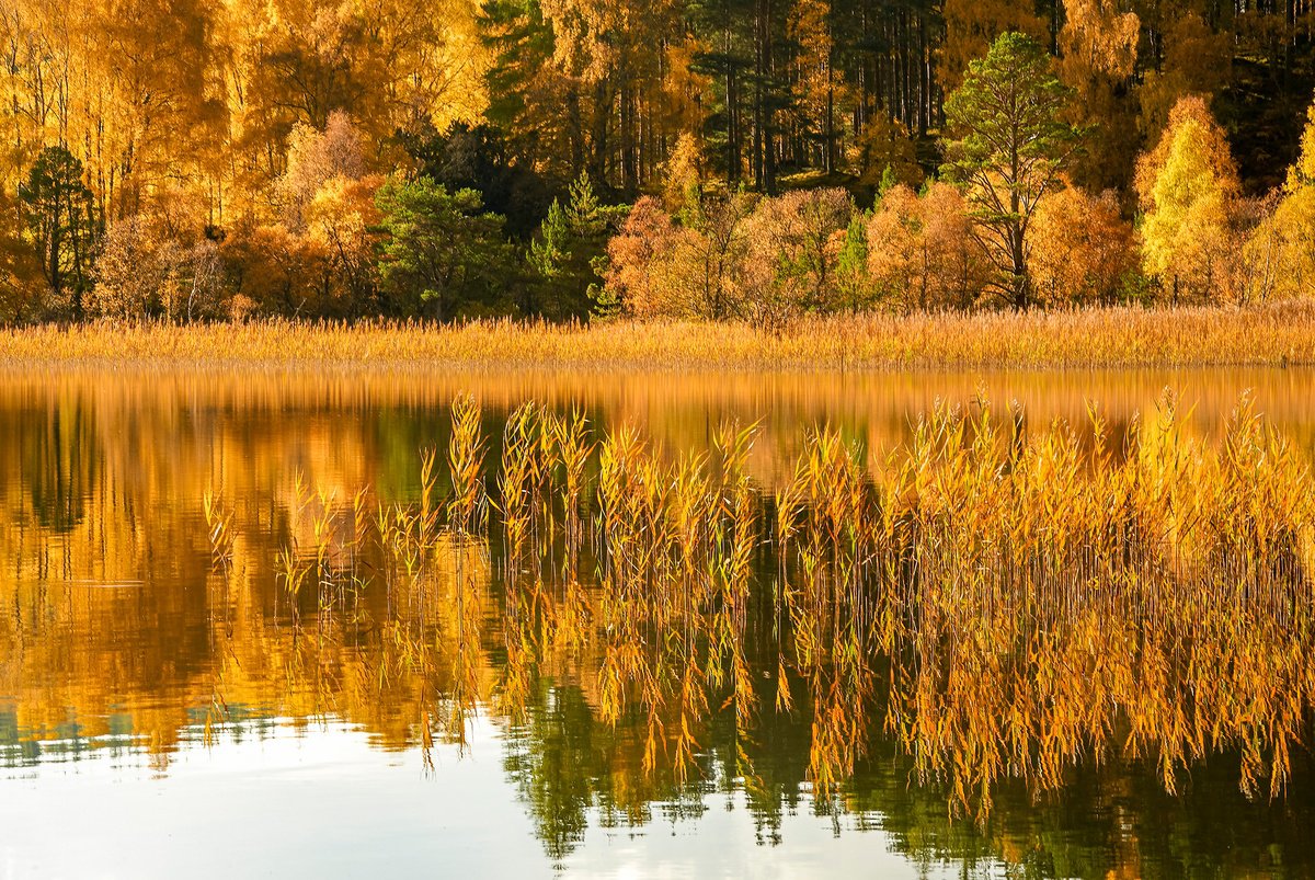 Photorealistic Landscape Photograph By Stephen Hodgetts Photography, 19 X 13", Autumn Trees - Loch Vaa Scotland, Artfinder