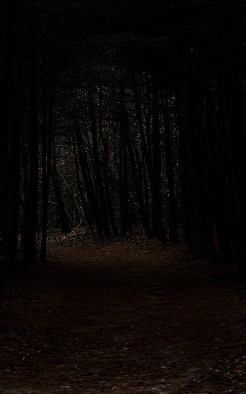 Into the Quiet Dark by David Huntzinger