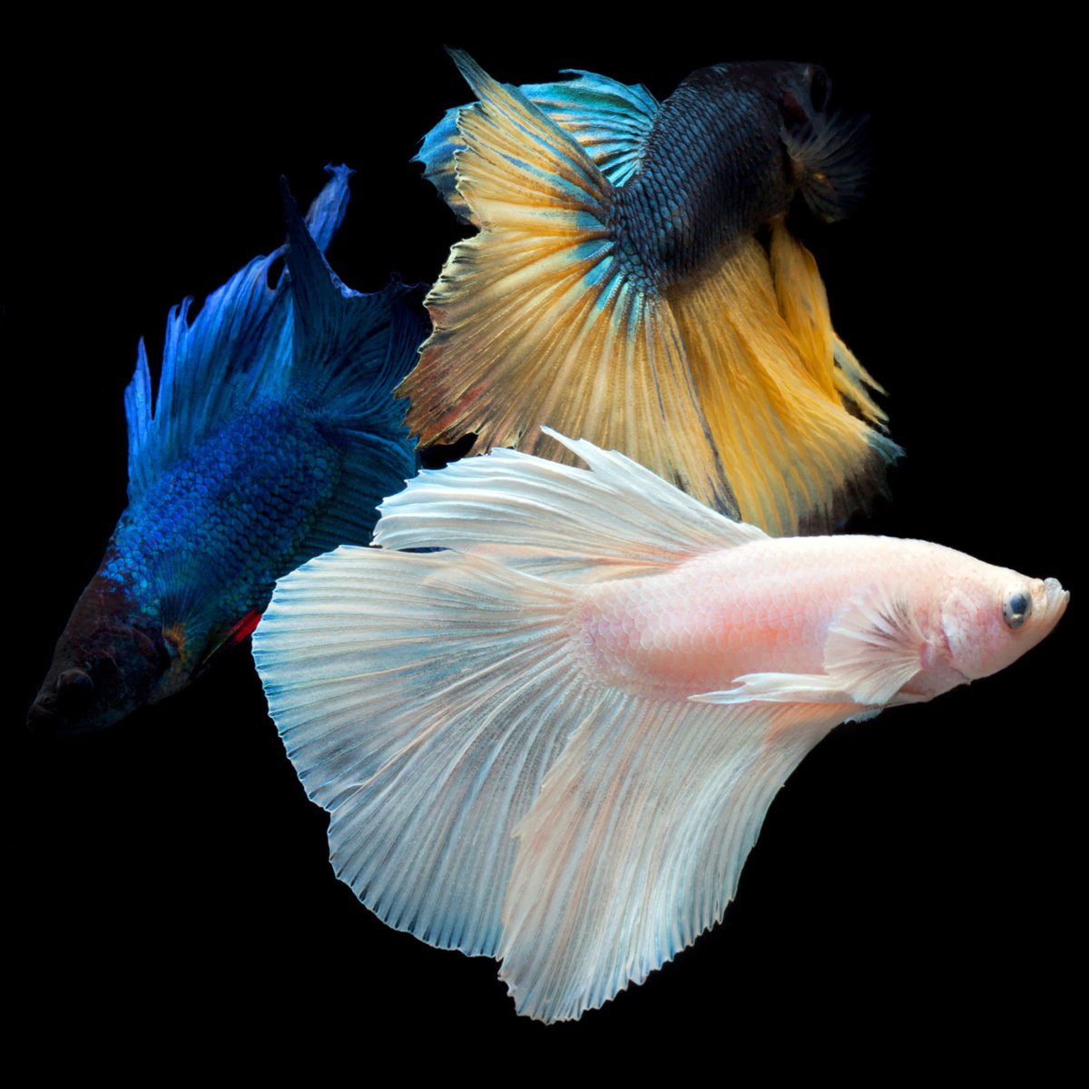 Photorealistic Animal Photograph By Michael Filonow, 38 X 38", Beta 41, Original Artwork