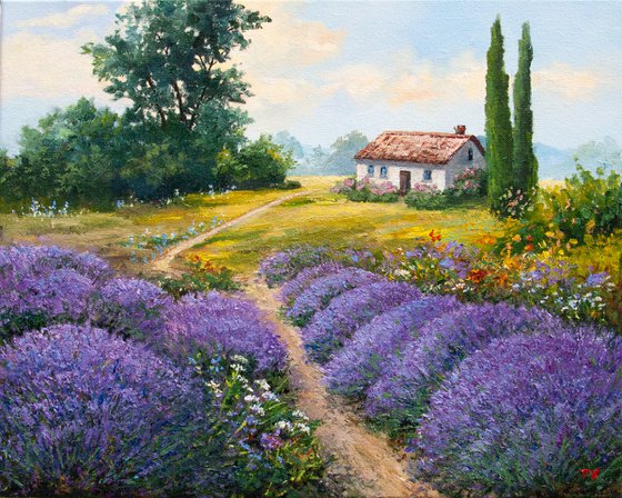 Lavender fields