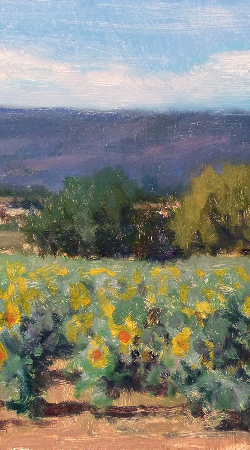 Sunflower field by Pascal Giroud