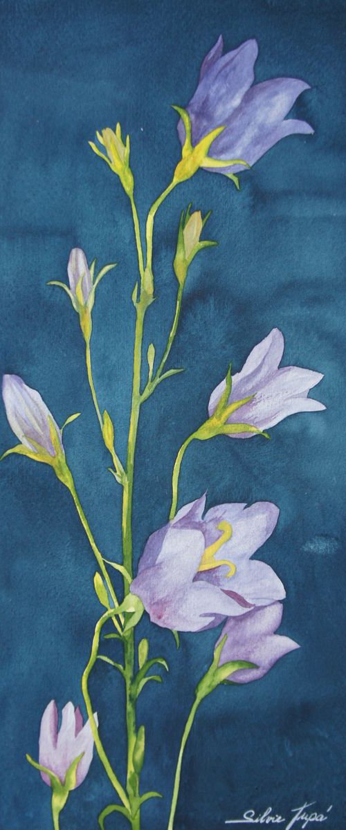 Campanula by Silvie Wright