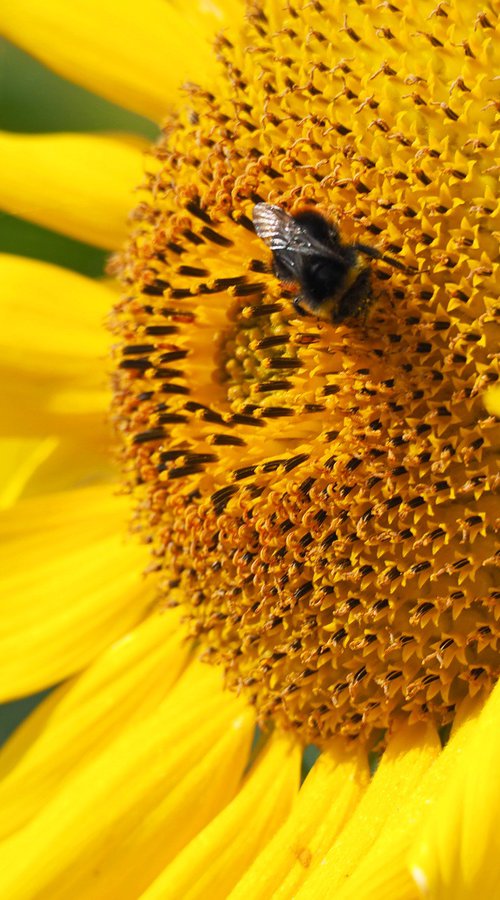 Busy Summer Bumblebee by Alex Cassels