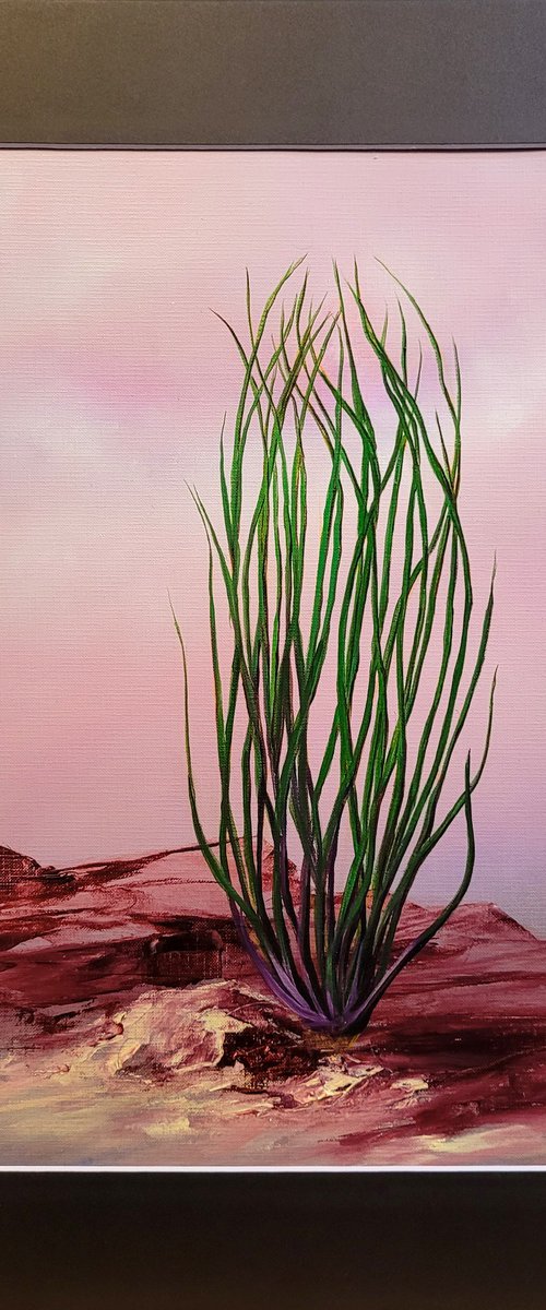 Sunrise, Ocotillo by Mark Hannah