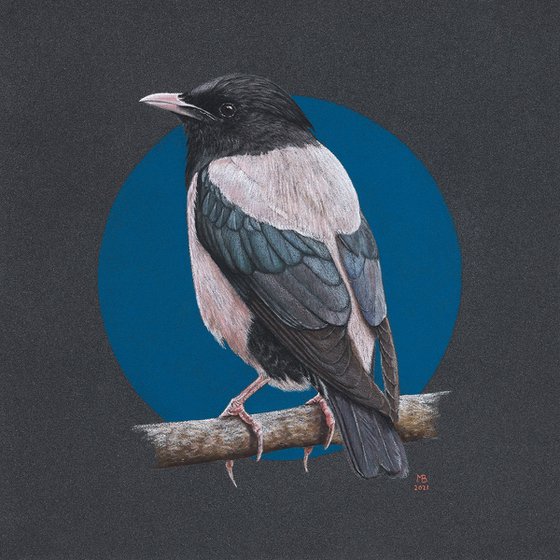 Original pastel drawing bird "Rosy starling"