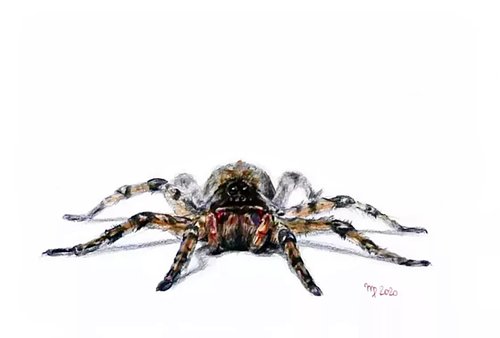 Spider by Morgana Rey