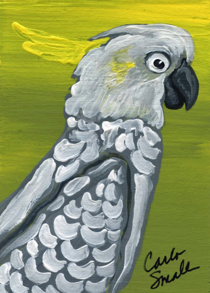 Sulfur Crested Cockatoo Parrot by Carla Smale