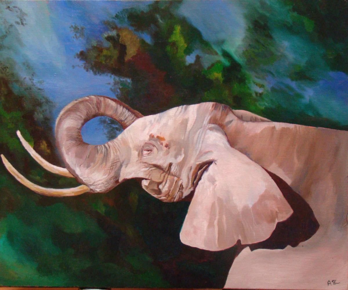 Elephant portrait by Anne Zamo
