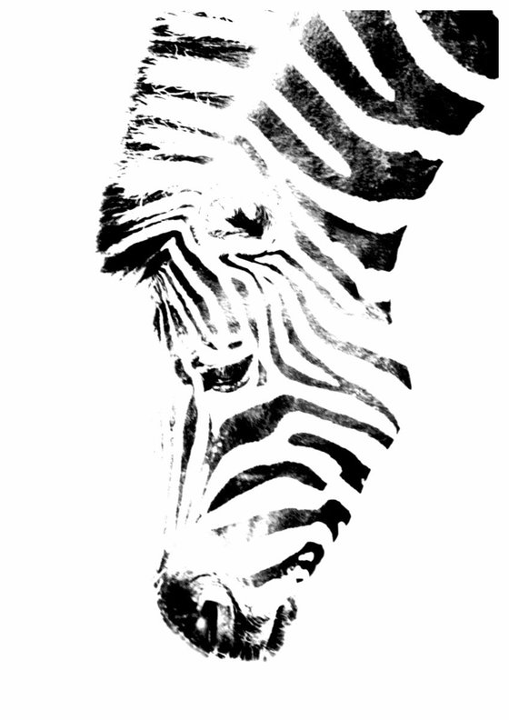 Zebra II