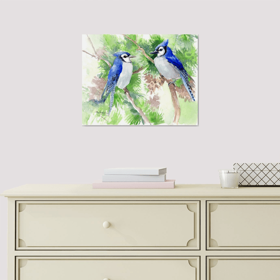 Blue Jay BIrds in the Forest