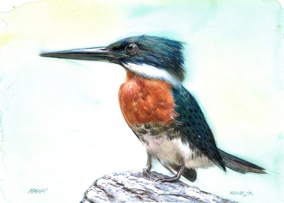 Cute Kingfisher - BIRD CXXIV