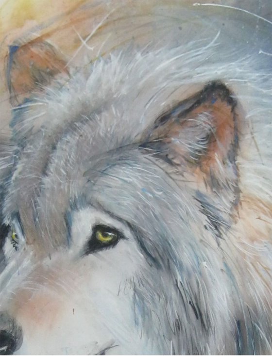 wolf no1v