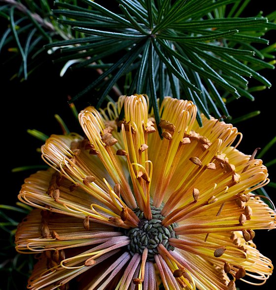 Banksia Spinulosa