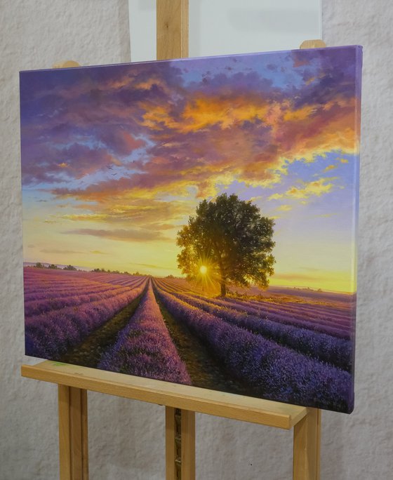 Lavender evening