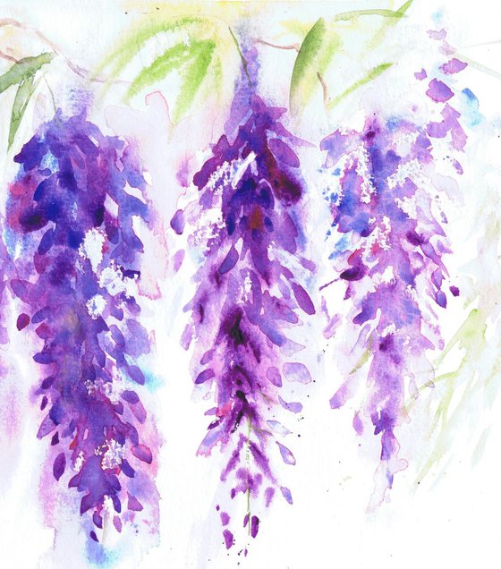 Wisteria Flowers