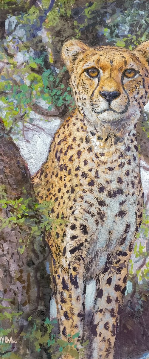 Cheetah by Gabriel Hermida