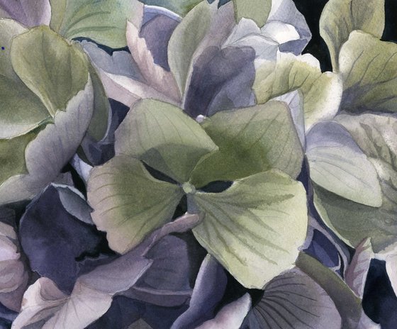 spring hydrangea watercolor