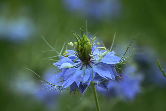 Nigella