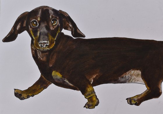 Original Dachshund Portrait