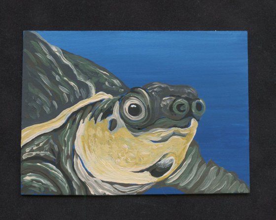 ACEO ATC Original Painting Pig Nose Fly River Turtle Wildlife Art-Carla Smale