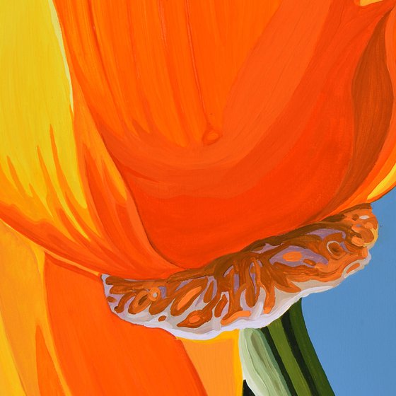 Californian Poppy and Wind #7