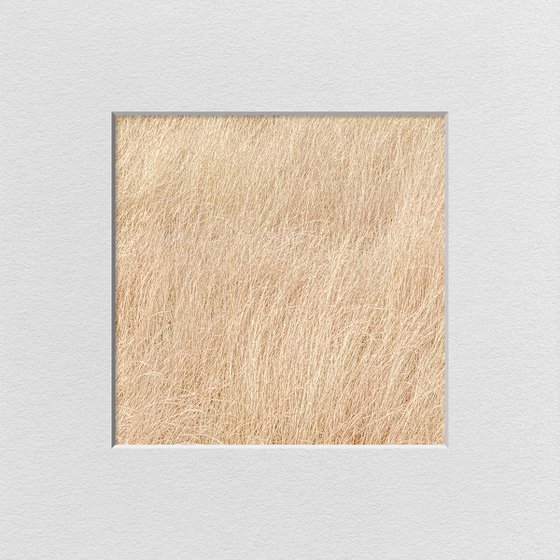 Dry grass