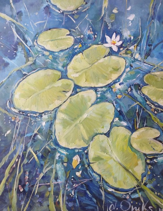 Lily on the lake